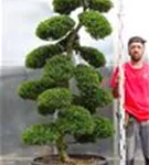 Japan-Stechpalme - Ilex crenata