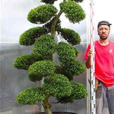 Ilex crenata, Gartenbonsai M28n5 - 210