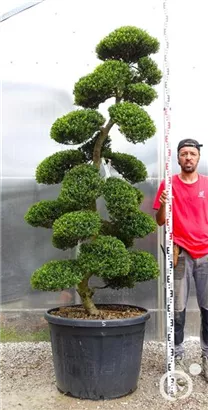 Japan-Stechpalme - Ilex crenata