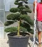 Japan-Stechpalme - Ilex crenata