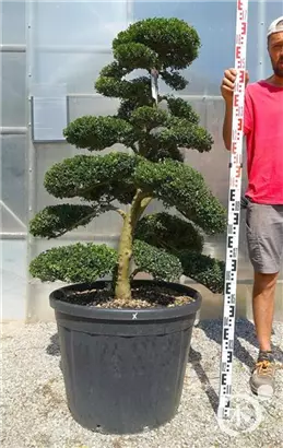 Japan-Stechpalme - Ilex crenata