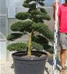 Japan-Stechpalme - Ilex crenata