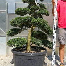 Ilex crenata, Gartenbonsai Taddx - 120