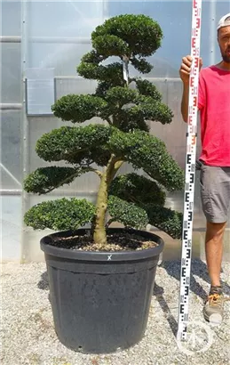Japan-Stechpalme - Ilex crenata