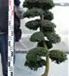 Japan-Stechpalme - Ilex crenata