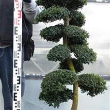 Ilex crenata, Gartenbonsai SK8n10 - 80