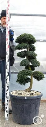 Japan-Stechpalme - Ilex crenata