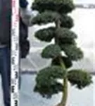 Japan-Stechpalme - Ilex crenata