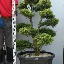 Ilex crenata, Gartenbonsai SK1n22 - 110