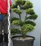 Japan-Stechpalme - Ilex crenata