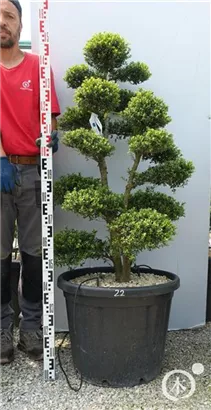 Japan-Stechpalme - Ilex crenata
