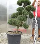 Japan-Stechpalme - Ilex crenata