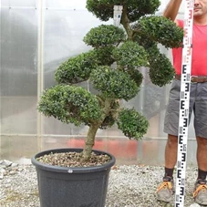 Ilex crenata, Gartenbonsai M40n10 - 110