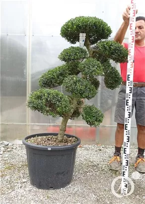 Japan-Stechpalme - Ilex crenata