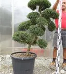 Japan-Stechpalme - Ilex crenata
