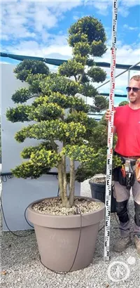 Japan-Stechpalme - Ilex crenata