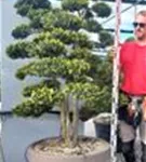 Japan-Stechpalme - Ilex crenata