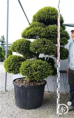 Japan-Stechpalme - Ilex crenata