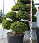 Japan-Stechpalme - Ilex crenata