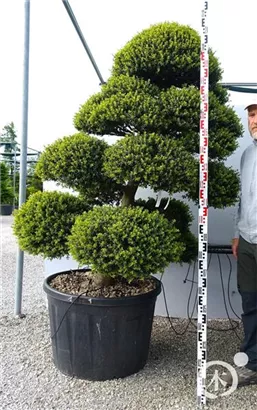 Japan-Stechpalme - Ilex crenata