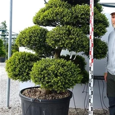 Ilex crenata, Gartenbonsai MRXLn1 - 170