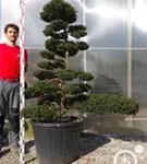 Japan-Stechpalme - Ilex crenata