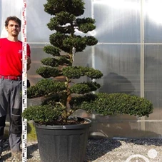 Ilex crenata, Gartenbonsai T16n5 - 150
