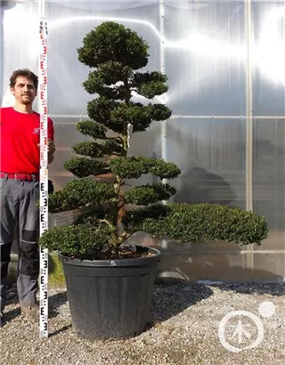 Japan-Stechpalme - Ilex crenata