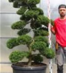 Japan-Stechpalme - Ilex crenata