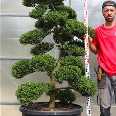 Ilex crenata, Gartenbonsai M28n3 - 180