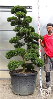 Japan-Stechpalme - Ilex crenata