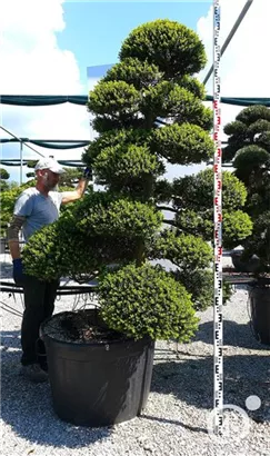 Japan-Stechpalme - Ilex crenata