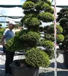Japan-Stechpalme - Ilex crenata