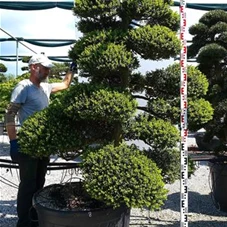 Ilex crenata, Gartenbonsai MRXLn8 - 190