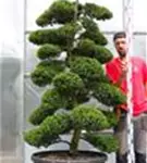 Japan-Stechpalme - Ilex crenata