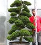 Japan-Stechpalme - Ilex crenata