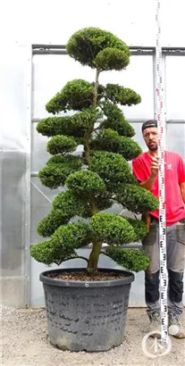 Japan-Stechpalme - Ilex crenata