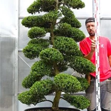 Ilex crenata, Gartenbonsai M28n6 - 190