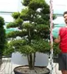 Japan-Stechpalme - Ilex crenata