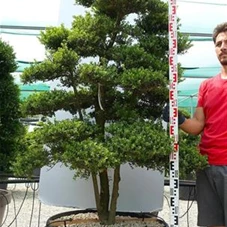 Ilex crenata, Gartenbonsai SK14n3 - 190