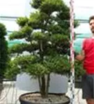 Japan-Stechpalme - Ilex crenata