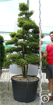 Japan-Stechpalme - Ilex crenata