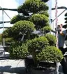 Japan-Stechpalme - Ilex crenata