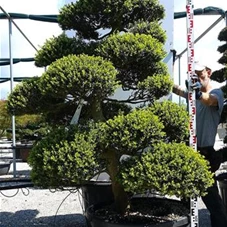 Ilex crenata, Gartenbonsai MRXLn10 - 200