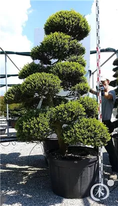 Japan-Stechpalme - Ilex crenata