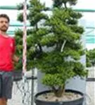 Japan-Stechpalme - Ilex crenata