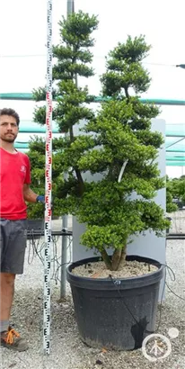 Japan-Stechpalme - Ilex crenata