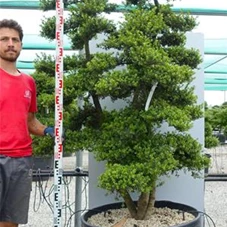 Ilex crenata, Gartenbonsai SK14n17 - 190