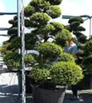 Japan-Stechpalme - Ilex crenata