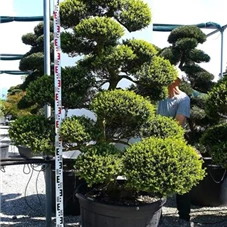 Ilex crenata, Gartenbonsai MRXLn9 - 190